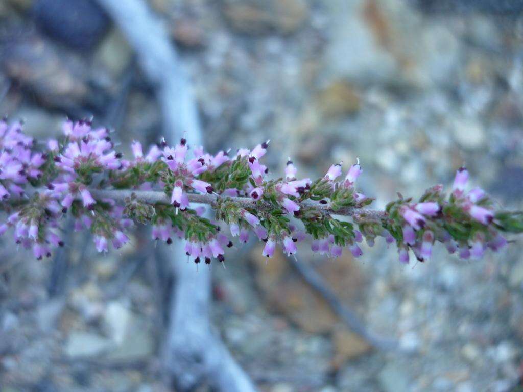 Plancia ëd Erica anguliger (N. E. Br.) E. G. H. Oliver