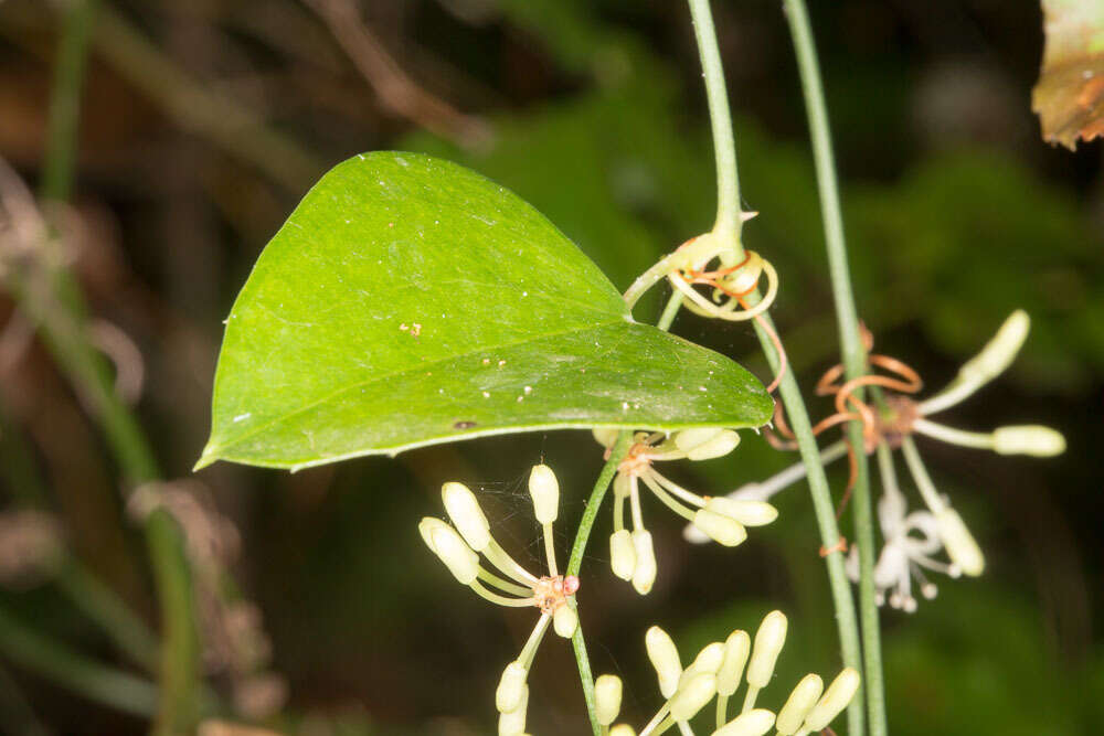 Image of Smilax aspera L.