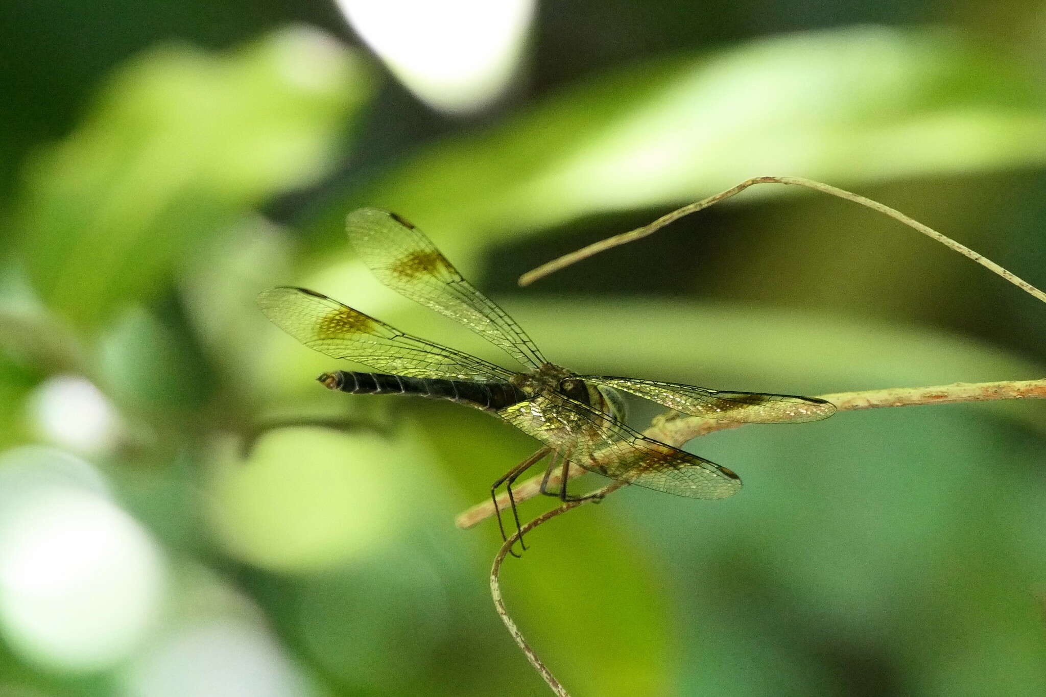 Imagem de Parazyxomma flavicans (Martin 1908)