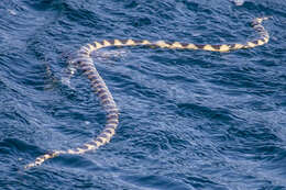 Image of Annulated Sea Snake