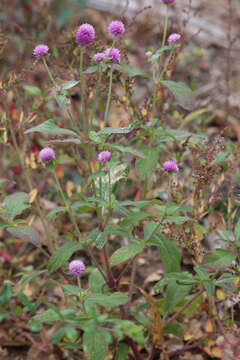 Image of Globe Amaranth