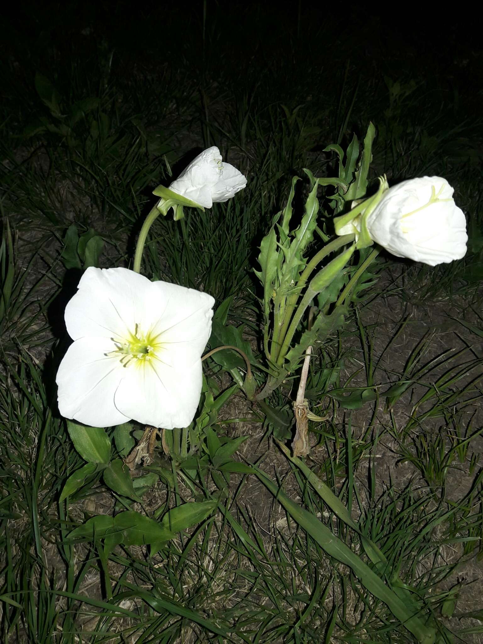 Sivun <i>Oenothera centaurifolia</i> kuva