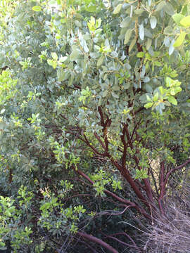 Image of bigberry manzanita