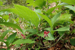 Image of alpine honeysuckle