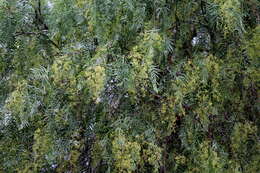 Image of Peruvian peppertree