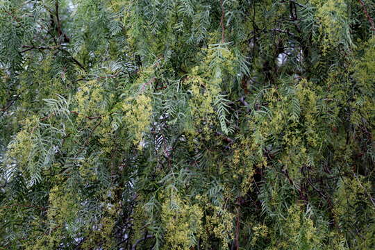 Image of Peruvian peppertree