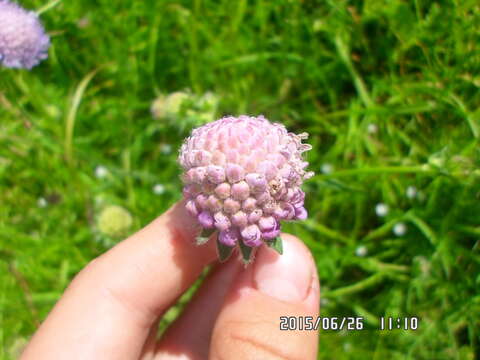 صورة Microbotryum scabiosae (Sowerby) G. Deml & Prillinger 1991