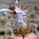 Image of Nepeta leucolaena Benth. ex Hook. fil.