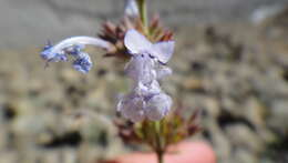 صورة Nepeta leucolaena Benth. ex Hook. fil.