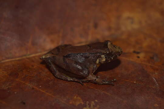 Image of Palawan Wart Frog