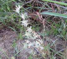 Image of silver pygmycudweed