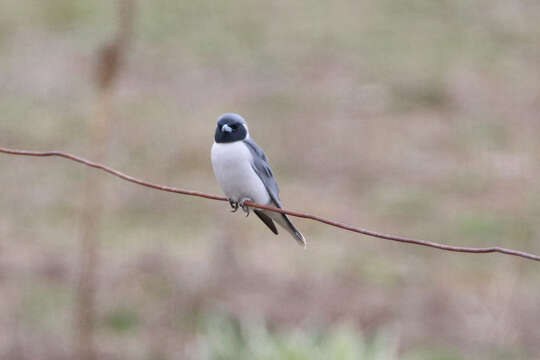 Image of Masked Woodswallow