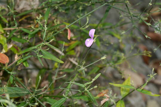 Image de Hypoestes cumingiana Benth. & Hook. fil.