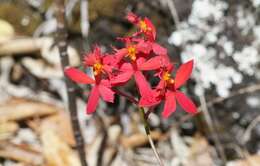 Plancia ëd Epidendrum obrienianum Rolfe