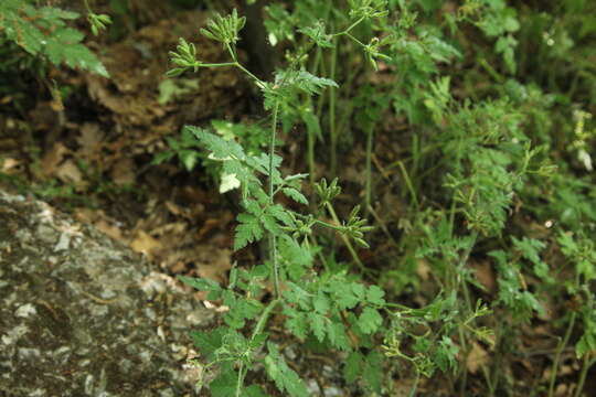 Image of Chaerophyllum nodosum (L.) Crantz