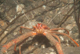 Image of rugose squat lobster