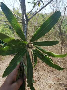 Image of Protorhus longifolia (Bernh.) Engl.