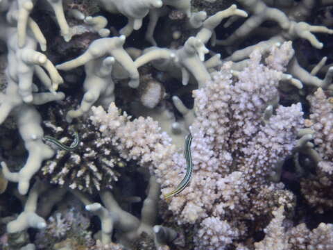 Image of Hit and Run Blenny