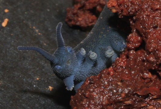 Image of Tallaganda velvet worm