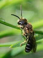 Image of Halictus maculatus Smith 1848