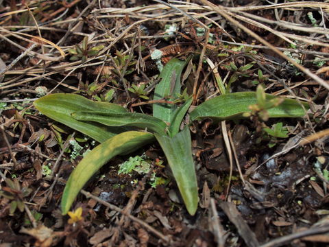Image of Green-winged Orchid