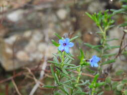 Glandora prostrata subsp. lusitanica (Samp.) D. C. Thomas resmi