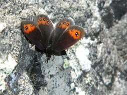 Image of Piedmont Ringlet