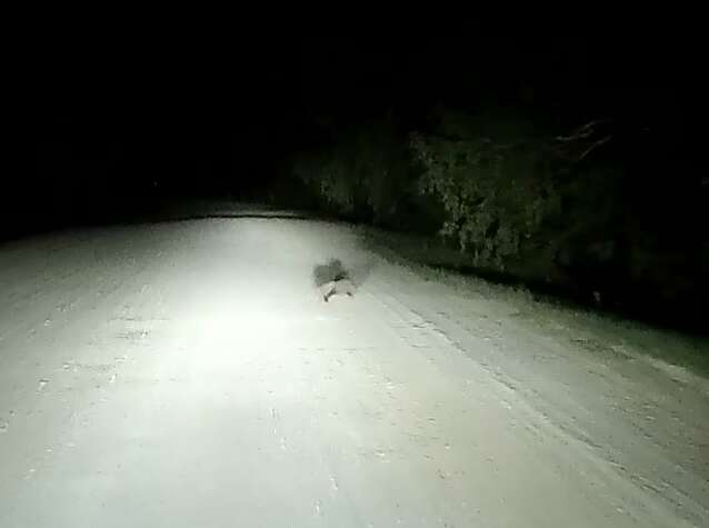 Image of Steppe Polecat