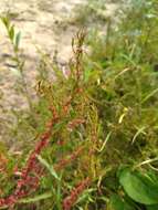 Image of Rumex ucranicus Fisch.