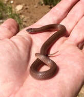 Image of Mountain Earth Snake