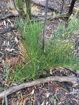 Image of Macrozamia heteromera C. Moore