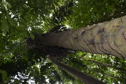 Image of Ecuadorian Ivory Palm