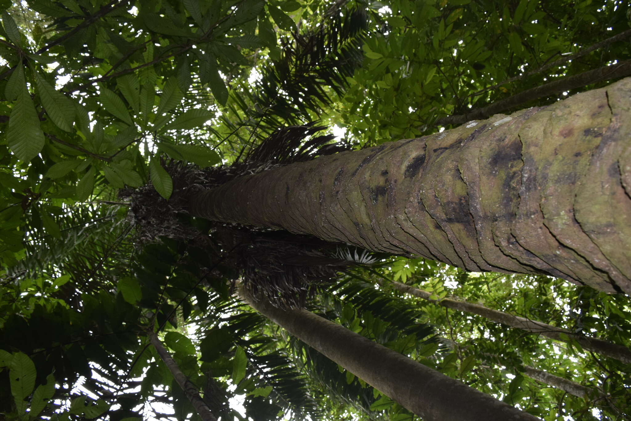 Sivun Phytelephas aequatorialis Spruce kuva