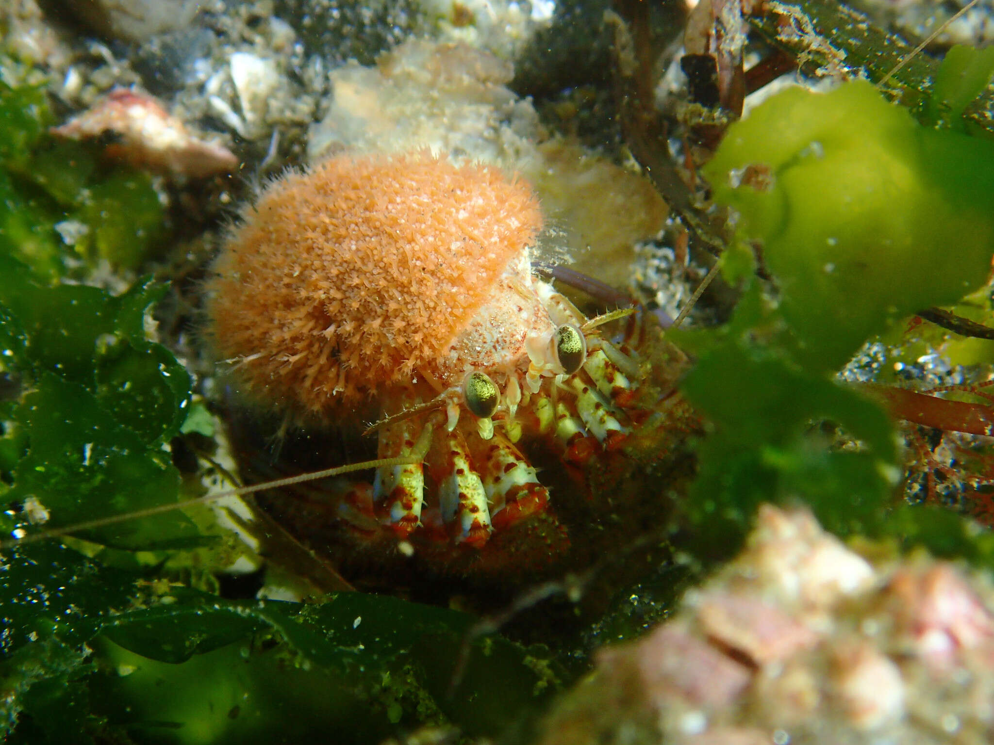 Image of armed hermit crab