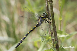 Image of Sombre Goldenring