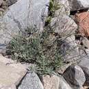 Image of Artemisia lagocephala (Fischer ex Bess.) DC.