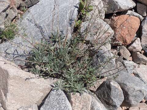 Image of Artemisia lagocephala (Fischer ex Bess.) DC.