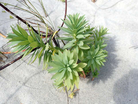 Imagem de Euphorbia glauca G. Forst.