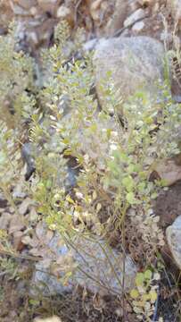 Image of shaggyfruit pepperweed