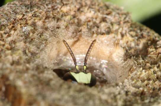 Image of Hylaeus amiculiformis (Cockerell 1909)