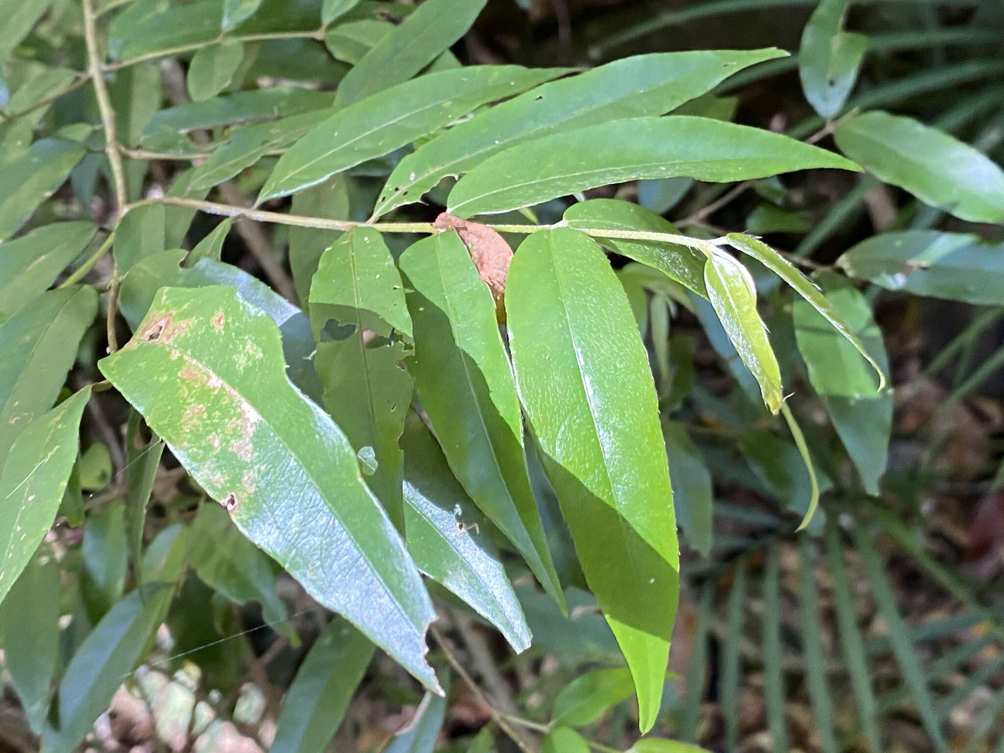 Sivun Aceratium megalospermum (F. Müll.) van Balg. kuva