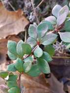 Image of barberry