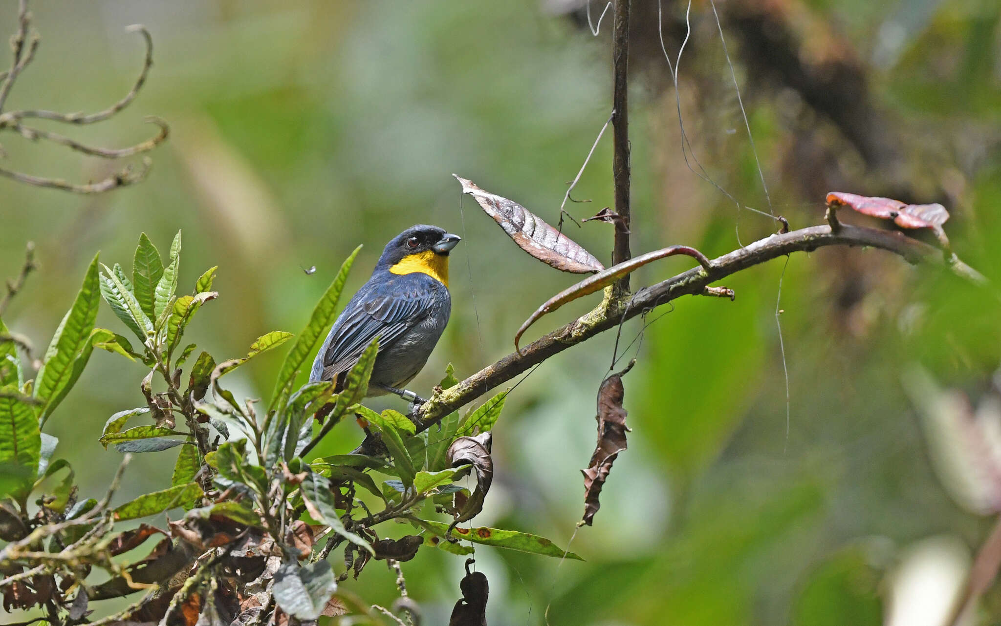 Imagem de Iridosornis porphyrocephalus Sclater & PL 1856