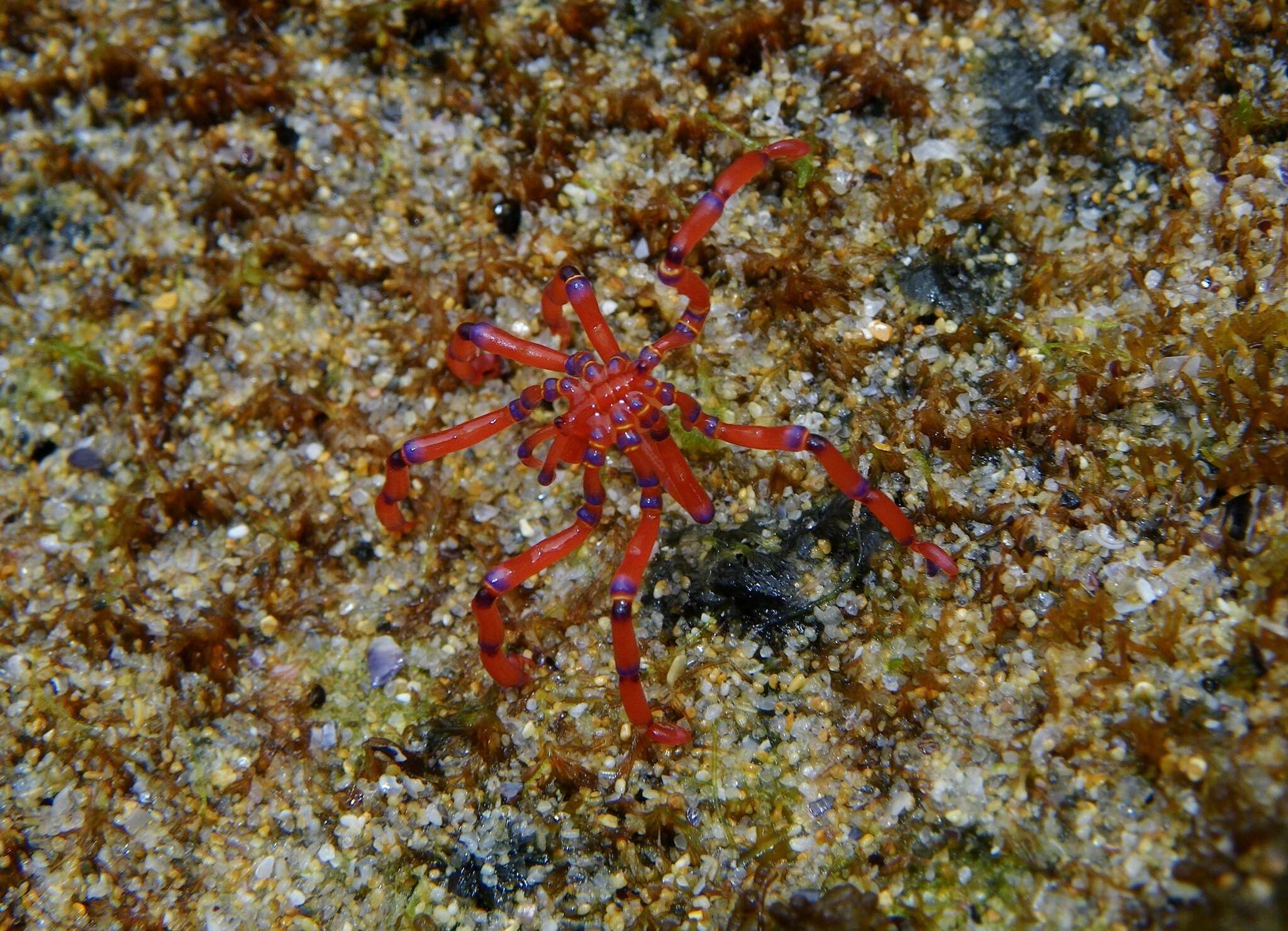 Image of Anoplodactylus evansi Clark 1963