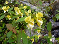 Image de Impatiens cristata Wall.