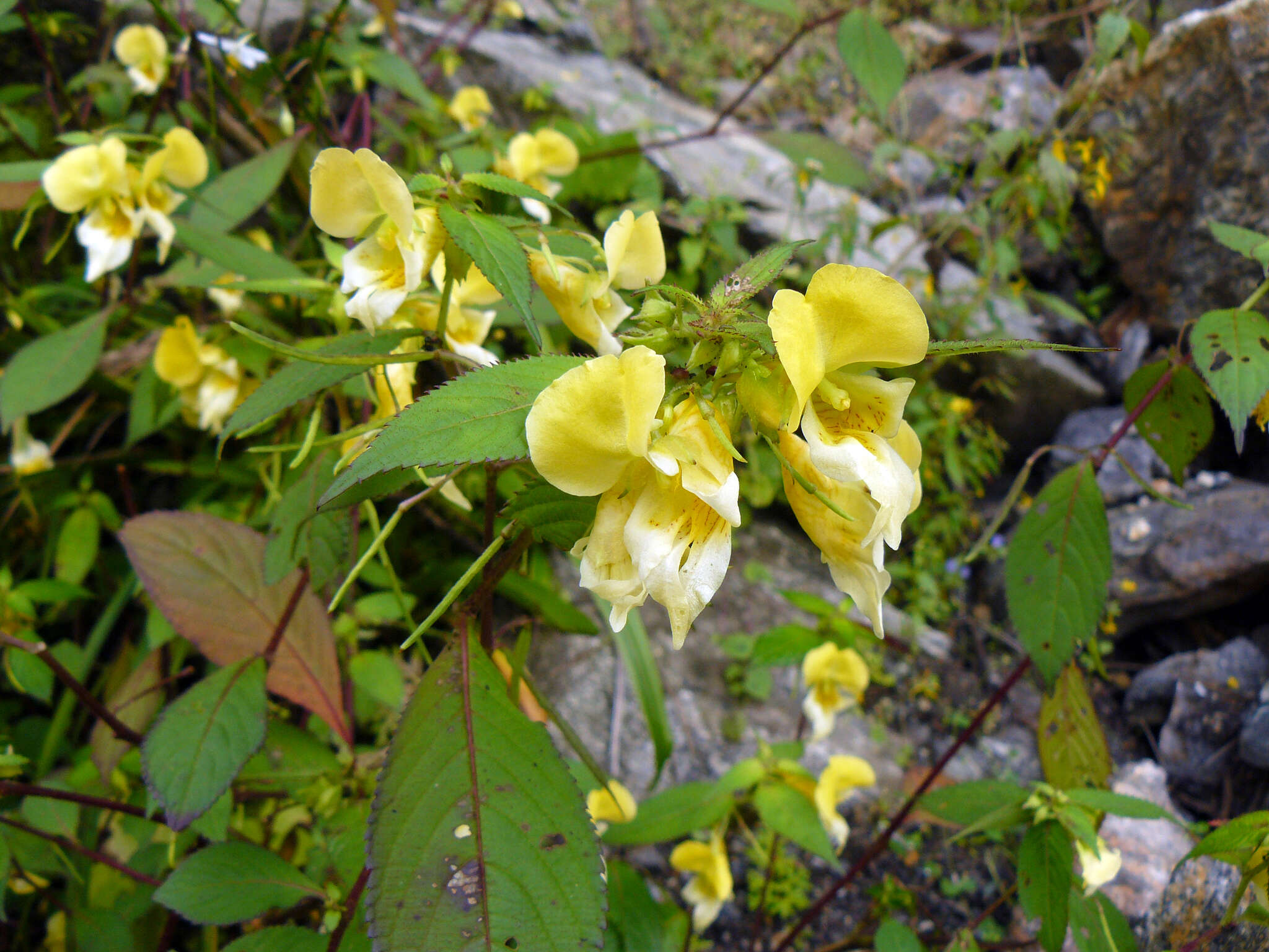 Image de Impatiens cristata Wall.