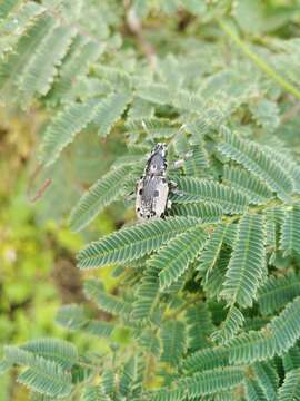 Image of Ericydeus duodecimpunctatus Champion 1911