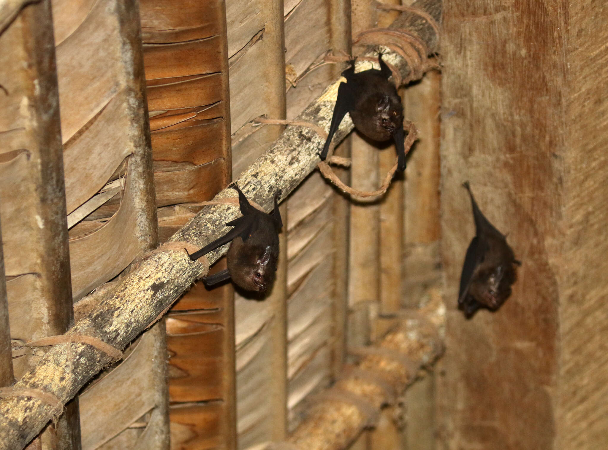 Image of Peters’s Sheath-tailed Bat