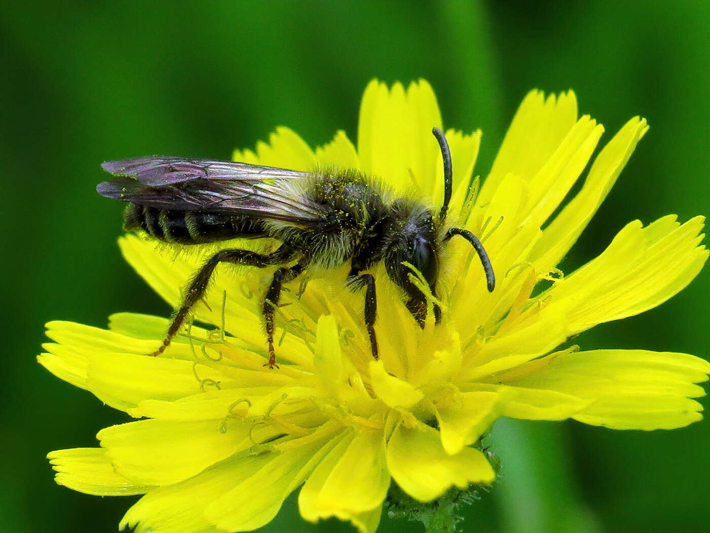 Image of Andrena denticulata (Kirby 1802)