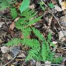 Image of Athyrium spinulosum (Maxim.) Milde